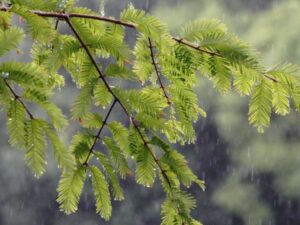 雨の日や湿気が多い日はどうなる？